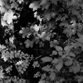 Schwarzweiß-Film-Foto eines Bachs versteckt von Grün
