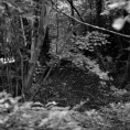 Schwarzweiß-Film-Foto in ein Waldstück mit Teich hinein