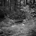 Schwarzweiß-Film-Foto des Mondspiegels im Düsternbrooker Gehölz