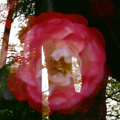 Doppelbelichtung: kräftig pinke Rosen zusammen mit Teilen zweier Frames mit Bäumen