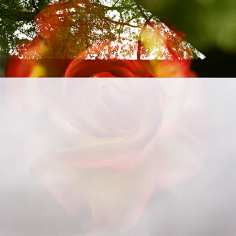 Doppelbelichtung: gelb-rote Rose zusammen mit Teil eines Frames mit Bäumen und Teil eines Frames mit grauem Himmel und ganz am Rand dem allerobersten Stück eines Hochhauses