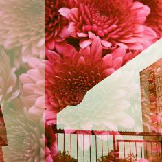 Doppelbelichtung: leuchtend pinke Chrysanthemen zusammen mit Teil eines Frames mit Gebäudeecke mit Betonpfeiler sowie Teil eines Frames mit einem Metallzaun mit Zähnen und einem Wohnblock im Hintergrund