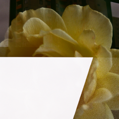 Doppelbelichtung: hellgelbe Rose zusammen mit Teil eines Frames mit einem Wohnblock hinter einem Zaun und Teil eines Frames mit einer Gebäudeecke vor hellgrauem Himmel