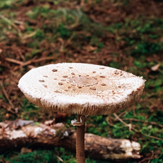 beiger Pilz mit gro&szlig;em, flachem Schirm