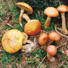 gelblich-hellbraune Pilze