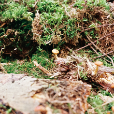 kleine hellbraune Pilze, die aus Totholz wachsen