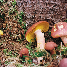 hellgelbe sowie r&ouml;tlich-braune Pilze mit gelben Lamellen