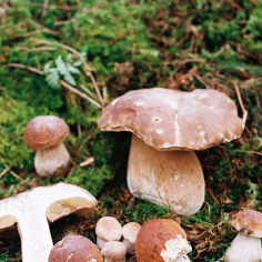 hellbraune Pilze, einer davon im Querschnitt