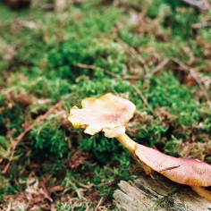 beiger Pilz mit zerfledderte Rand
