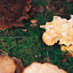 rostbraune und hellgelbe Pilze