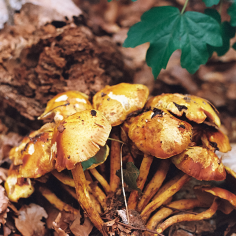 Cluster gelbbrauner Pilze