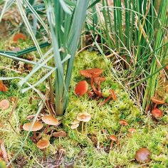 viele kleine orange-braune Pilze in nassem Moos