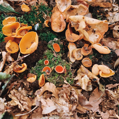 trichterf&ouml;rmige Pilze