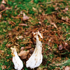 Pilze mit schrumpeligen K&ouml;pfen