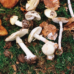 hellbraune sowie wei&szlig;e Pilze