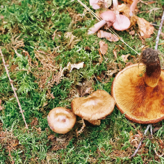 braune Pilze, einer davon umgedreht