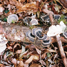 schwarz-wei&szlig;er Zunderschwamm