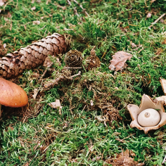 hellbraune sowie sternf&ouml;rmige Pilze
