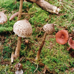verschiedene Pilze in hellen Braunt&ouml;nen