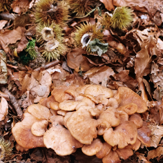 Cluster sich &uuml;berlappender hellbrauner Pilze