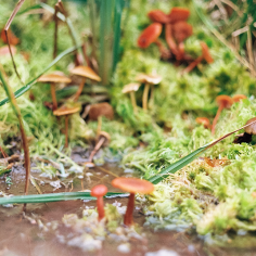 viele kleine orange-braune Pilze in und um eine Pf&uuml;tze in Moos