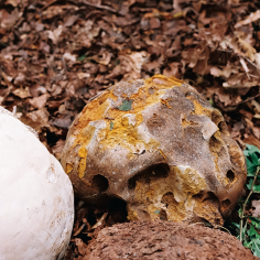 l&ouml;chrige knollenartige Pilze