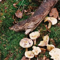 verschiedene hellbeige Pilze