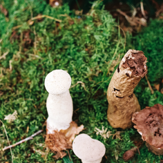 Pilze mit sehr dicken Stielen