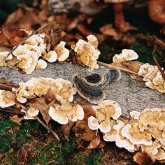 hellbraun-wei&szlig;e Zunderschw&auml;mme und ein schwarz-wei&szlig;er Zunderschwamm