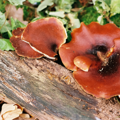 tellerbreite rotbraune Pilze