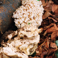 schwammartige cremewei&szlig;e Pilze