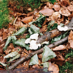 wei&szlig;e Zunderschw&auml;mme