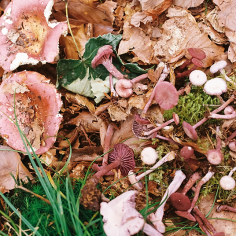hell- und dunkelrosa Pilze