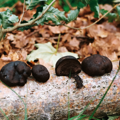 dunkelbraune, fast schwarze Pilze an einem Baumstamm