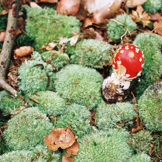 ein Fliegenpilz zwischen kleinen Mooskissen