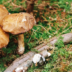 gro&szlig;e hellbraune sowie kleine wei&szlig;e Pilze