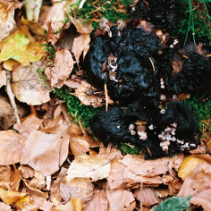 schwarzes Pilzgebilde mit kleinen hellen Pilzen drauf