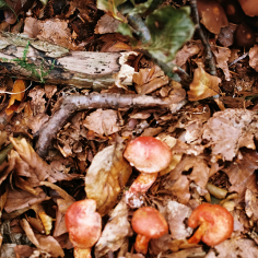 rot-hellbraune Pilze