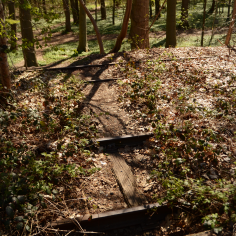 Trampelpfad, der &uuml;ber aufgegebene, zugewucherte Gleise in den sonnigen, fr&uuml;hlingshaften Wald f&uuml;hrt