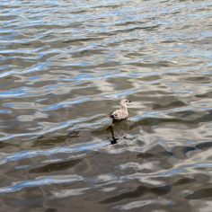 Junge M&ouml;we auf dem Wasser