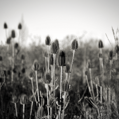 Schwarzweiß-Foto verblühter und vertrockener Disteln auf einer wilden Wiese im Spätsommer