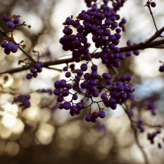 Die lila Beeren des Liebesperlenstrauchs im Winter, Bokeh von sp&auml;tem Sonnenlicht im Hintergrund