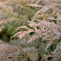 R&ouml;tliche Thuja in sanftem Winterlicht