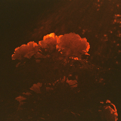 Recht dunkles Redscale-Film-Foto von Pfingstrosen