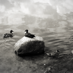 Enten auf einem Teich und einem Stein darin, SW