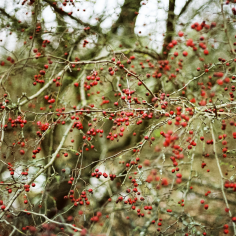 Rote Beeren an einem Baum im Winter