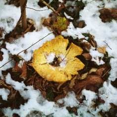 Ein Trichterling zwischen Schneeresten